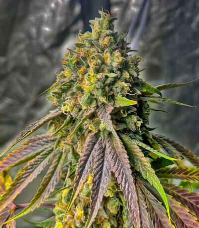 Сорт Lemon Cherry Runtz fem (FastBuds)
