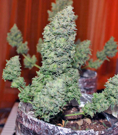 Сорт Speed Devil #2 Auto fem (Sweet Seeds)