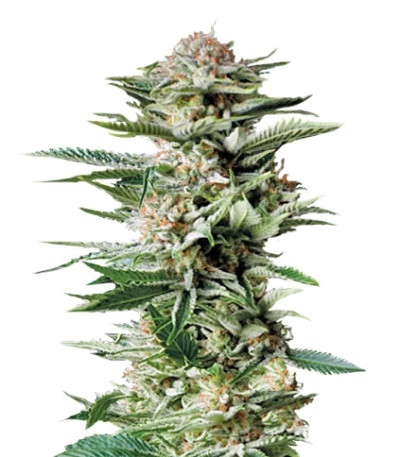 Сорт Patagonia fem (Trikoma Seeds)
