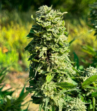 Сорт Insane OG Strain