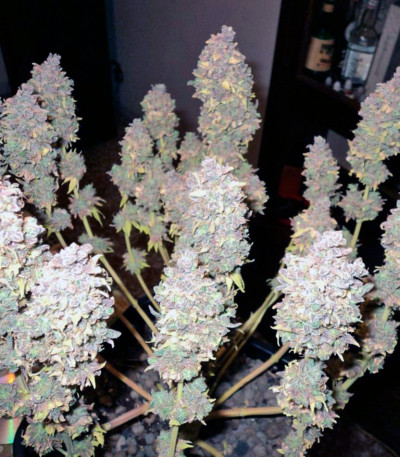 Семена конопли Cream Caramel (Sweet Seeds)