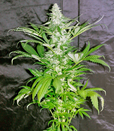 Сорт El Nino fem