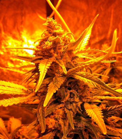 Сорт Dr Greenthumb’s Dedoverde Haze Auto fem