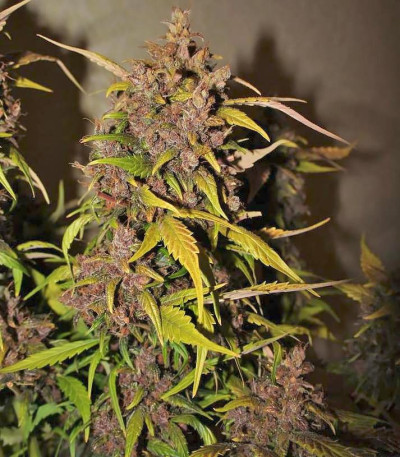 Сорт Crystal METH Auto fem (FastBuds)