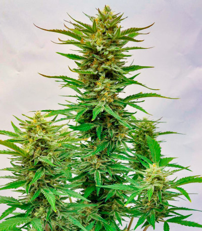 Сорт Frostbanger Auto fem (FastBuds)