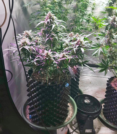 Сорт конопли King’s Kush Auto