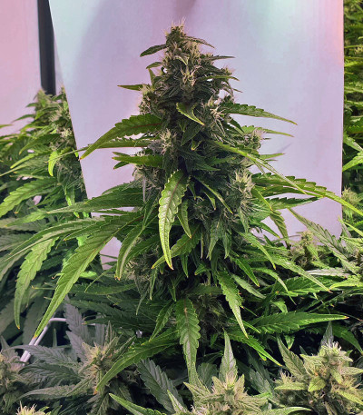 Сорт Six Shooter Auto fem (FastBuds)