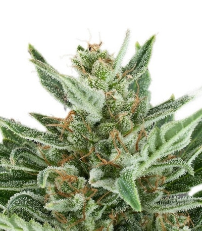 Сорт Easy Bud Auto fem (Royal Queen Seeds)