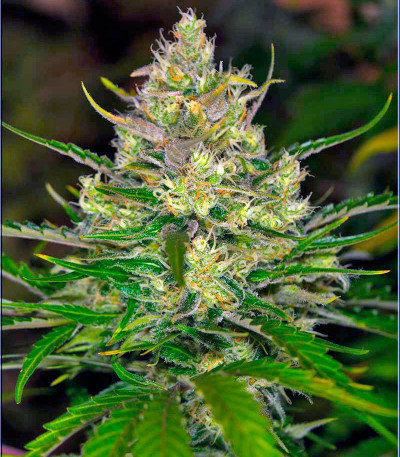 Сорт Black Jack F1 Fast Version fem (Sweet Seeds)