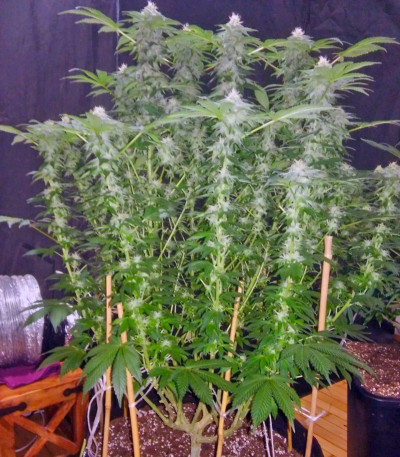 Сорт Kaia Kush fem (Green House Seed)