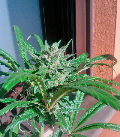 Сорт Pure Kush fem (Green House Seeds)