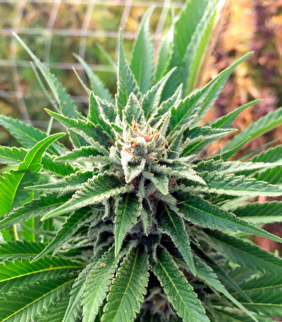 Сорт 707 Truthband by Emerald Mountain fem