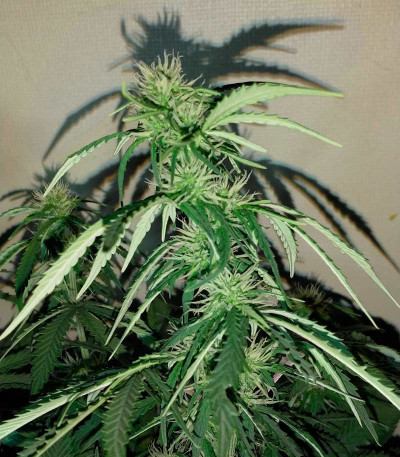 Сорт Torpedo fem (VIP seeds)
