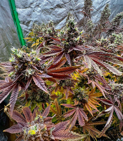 Сорт Black Cherry Gushers fem от Barney's Farm