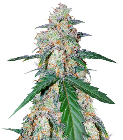 Сорт G14 auto fem (FastBuds)