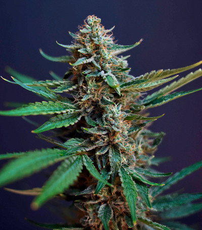 Сорт HighCloudZ Auto fem от Green House Seeds