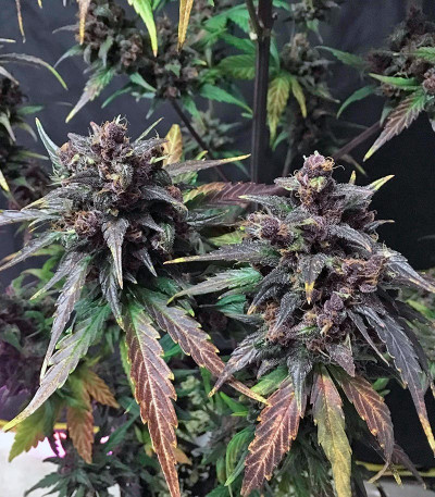 Сорт Dark Devil Auto fem (Sweet Seeds)