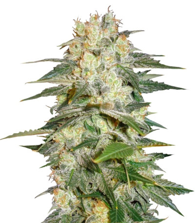 Сорт Afghan Kush Ryder Auto fem (World of Seeds)