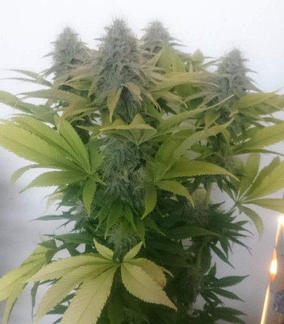 Сорт Blue Power fem (Vision Seeds)