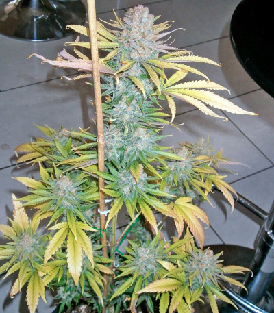 Сорт Critical + 2.0 Autoflowering fem