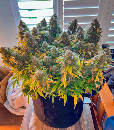 Сорт CBD Apple Betty Auto fem (Herbies Seeds)