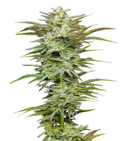 Сорт Jelly Donutz Auto fem от Humboldt Seed Company