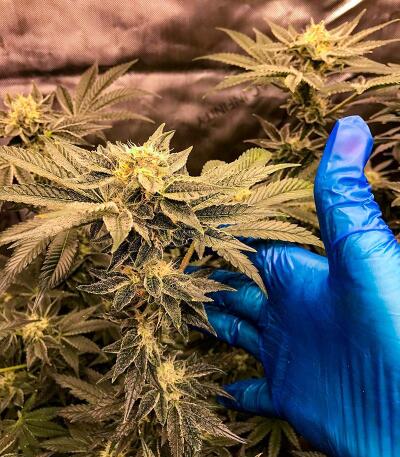 Сорт Punchberry Cookies RBX fem (Ethos Genetics)