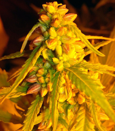 Сорт Cream Mandarine XL Auto fem (Sweet Seeds)