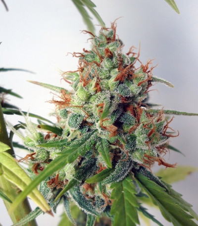 Сорт Northern Express Auto fem