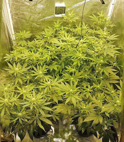 Сорт Big Bud fem (Vision Seeds)