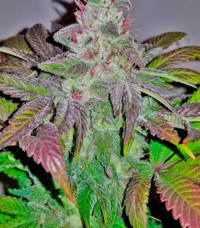 Сорт Thin Mint x Sour Pinot Auto