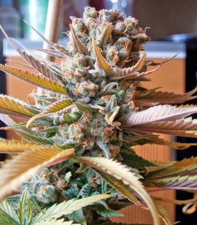 Сорт Critical + 2.0 Autoflowering fem