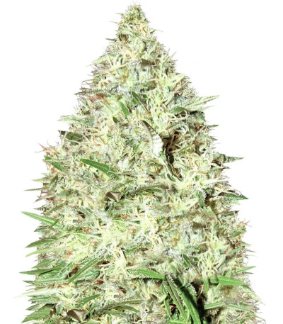 Сорт Honey Rock fem (Sumo Seeds)