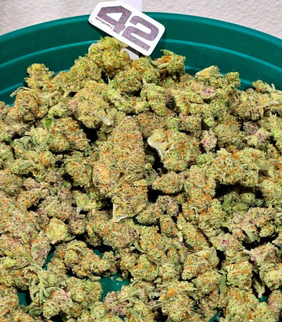 Сорт Frostbanger Auto fem (FastBuds)