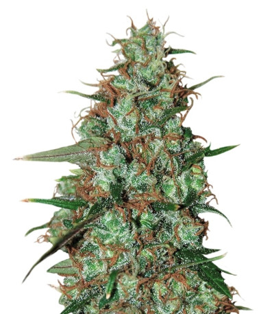 Сорт Wild Thailand Ryder Auto fem (World of Seeds)