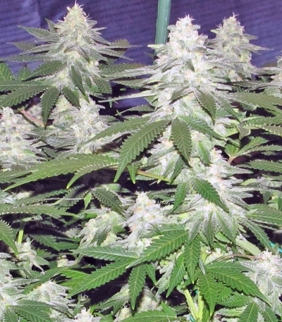 Сорт марихуаны Moby Dick