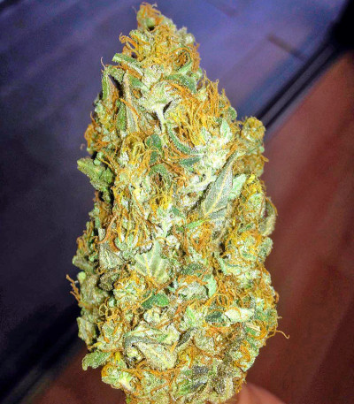 Сорт Colombian Gold fem (World of Seeds)