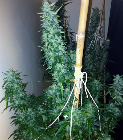 Сорт Turbo Bud Auto fem
