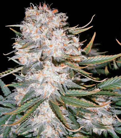 Сорт Killer Kush Auto fem (Sweet Seeds)