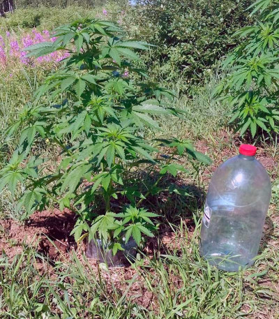 Сорт Sweet Skunk F1 Fast Version fem (Sweet Seeds)