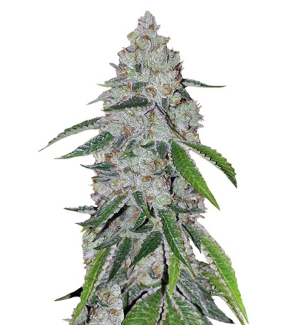 Сорт West Coast O.G. Auto fem (FastBuds)