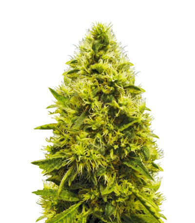 Сорт White widow fem (Victory Seeds)