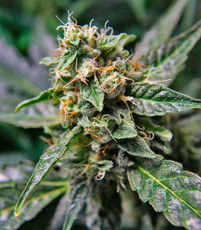 Сорт Durban Poison Auto fem от Humboldt Seed Company