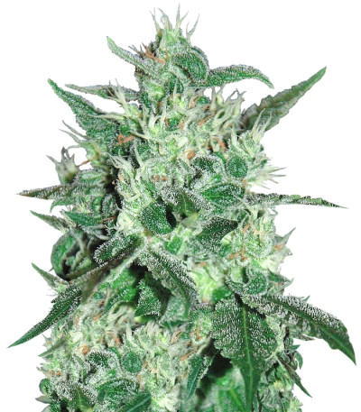 Сорт Spicy White Devil fem (Samsara Seeds)