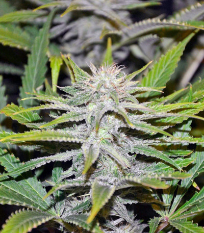 Сорт Diamond Girl fem