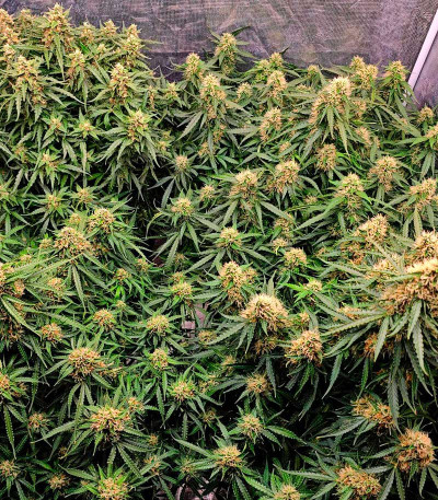 Сорт Frostbanger Auto fem (FastBuds)