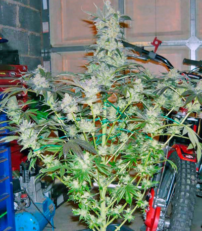 Сорт King’s Kush fem