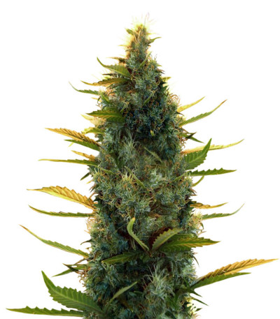 Сорт Lowryder Auto fem (Doctor's Choise)