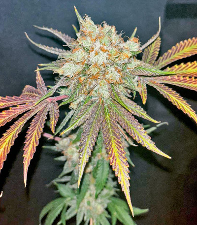 Сорт Rainbow Melon fem (FastBuds)