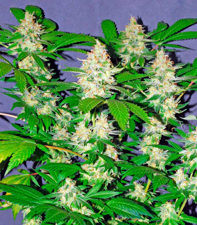 Сорт White Lemon fem (Strain Hunters)